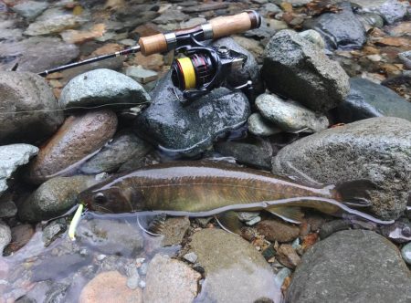 ダートマジックで尺イワナ ～九頭竜川水系～